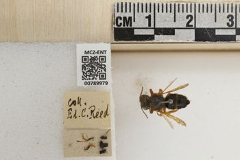 Media type: image;   Entomology 789979 Aspect: Labels